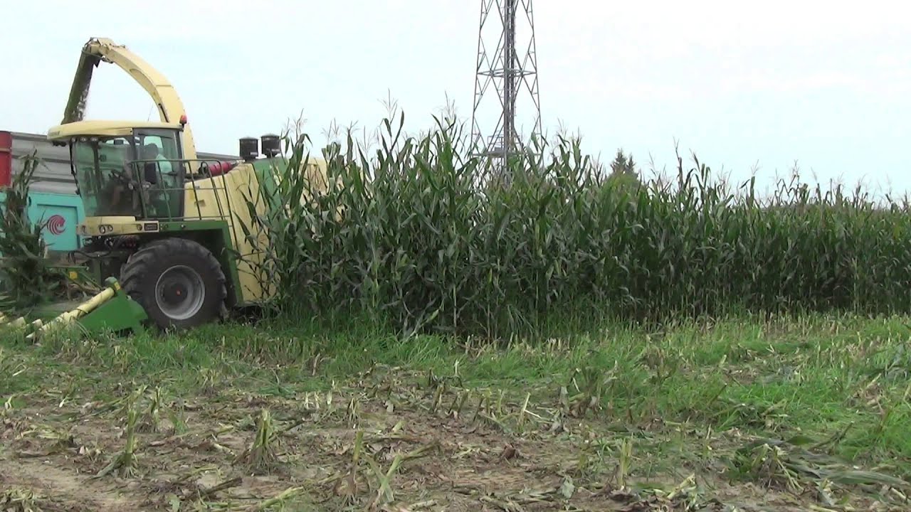 Trinciato Mais 2013. Krone BiG X 700, Fendt 716, 516,415 Vario e New Holland TS100