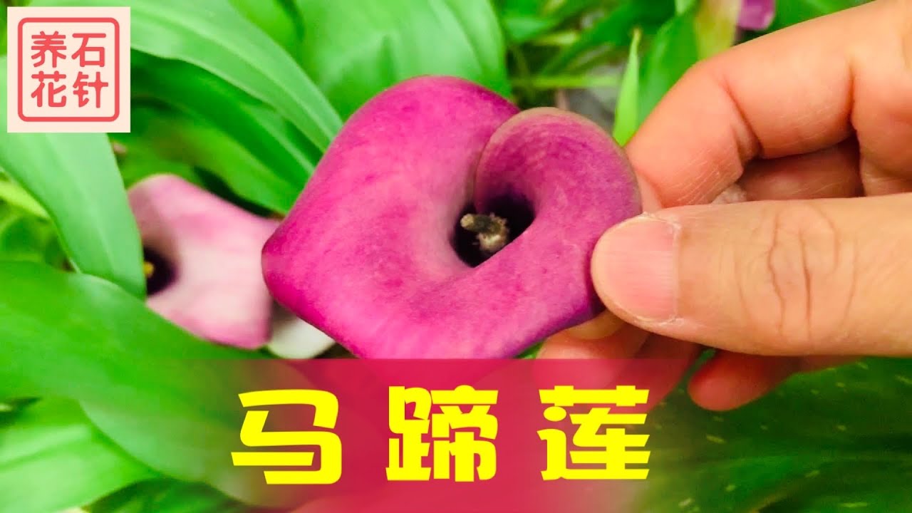 盆栽的马蹄莲 - 不仅需要延长花期，更要延长叶子的观赏时间 Calla Lily