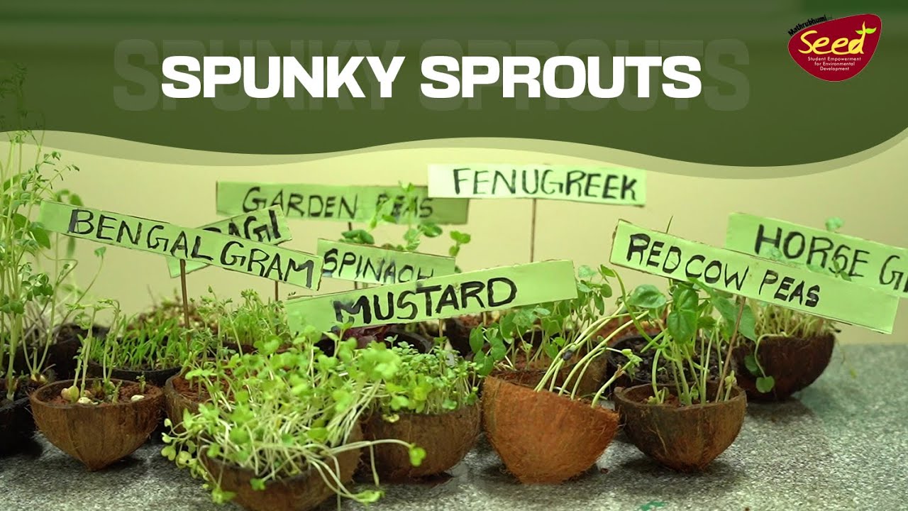 Spunky Sprouts 🌱 Tiny Seeds. Big Energy – Seed Club Activity