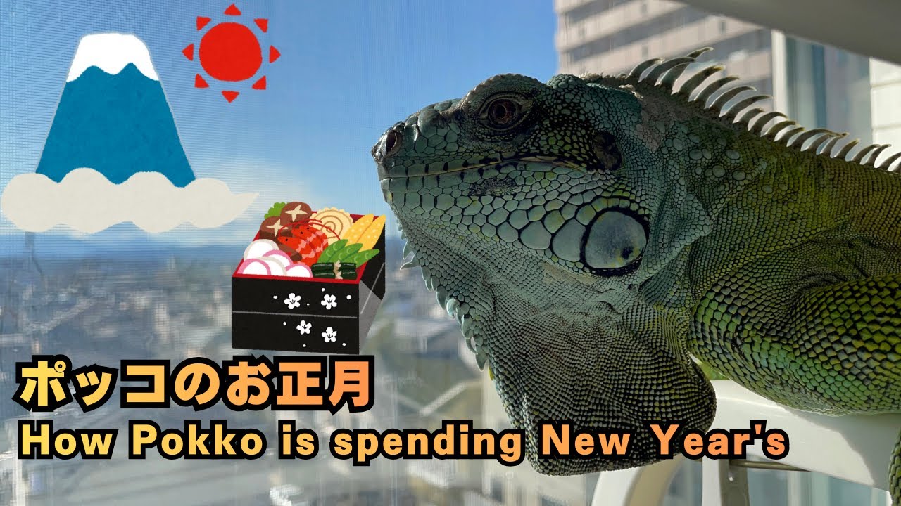【グリーンイグアナ】ポッコのお正月~[Green iguana] How Pokko is spending New Year's
