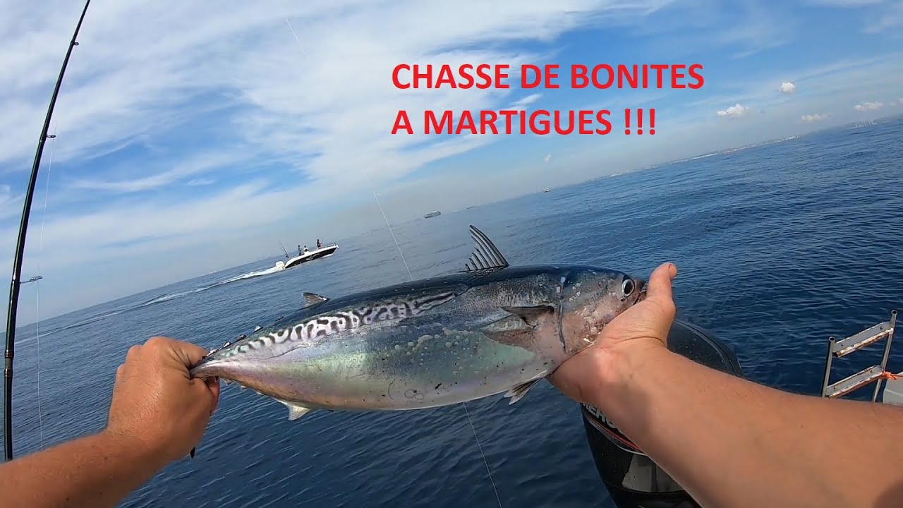 Les Bonites enfin à Martigues! Mac tuna fishing