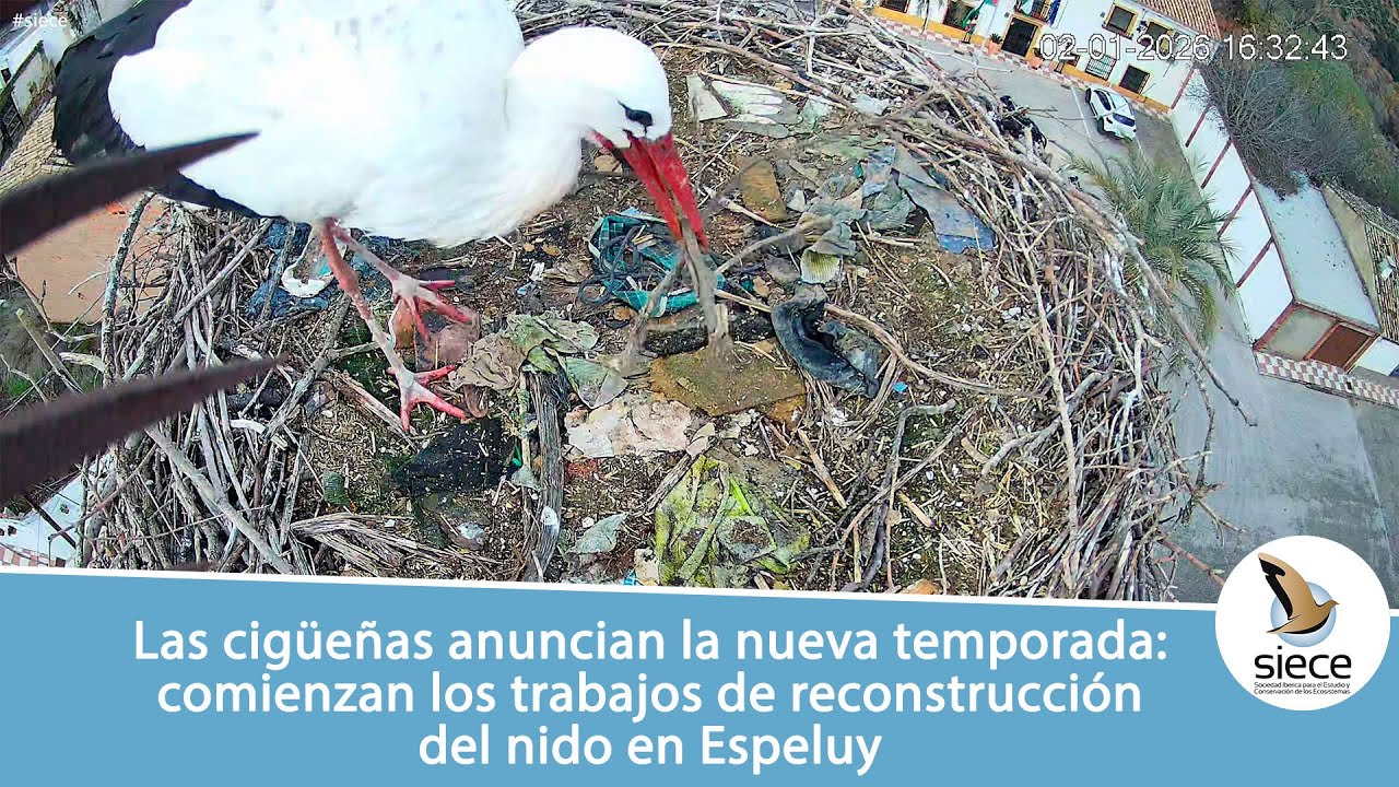 Las cigüeñas anuncian nueva temporada: comienzan los trabajos de reconstrucción en Espeluy | SIECE