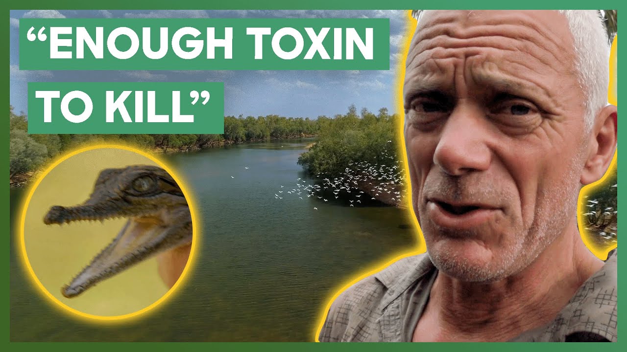 Cane Toad “INVASION” Is Destroying This Australian River! | Jeremy Wade's Dark Waters