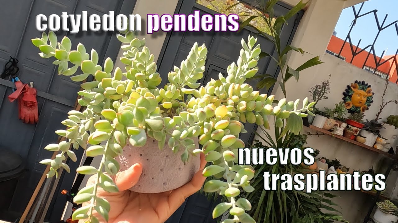 atención para mis suculentas🥰| Planta Me