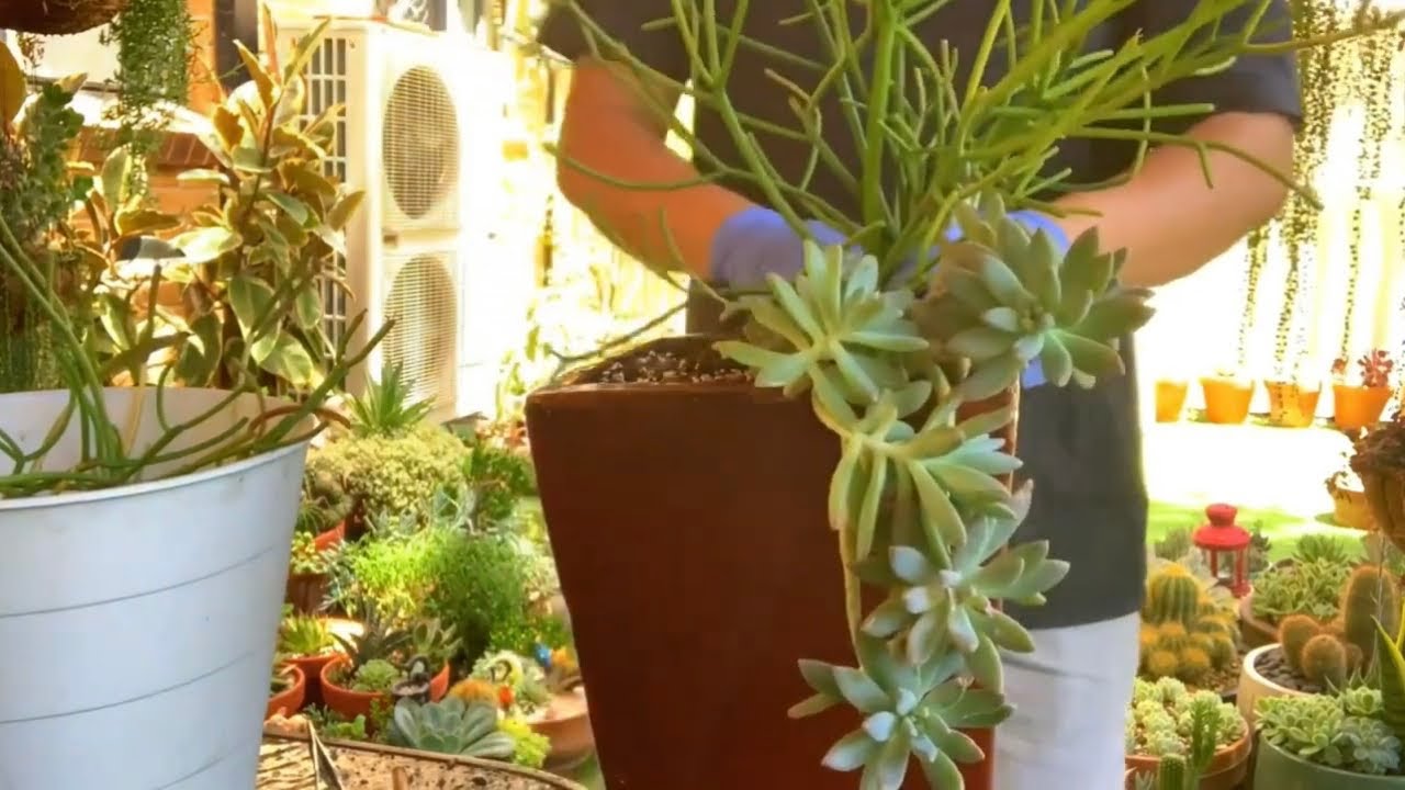 Succulent Arrangement in Big Red Pot
