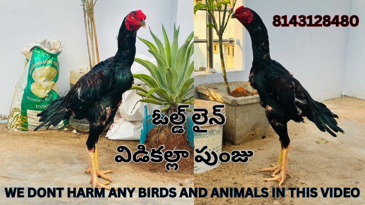 విడికల్లా పుంజు sales in naidupeta |8143128480| aseel in nellore andhra pradesh | WE DONT HARM BIRDS