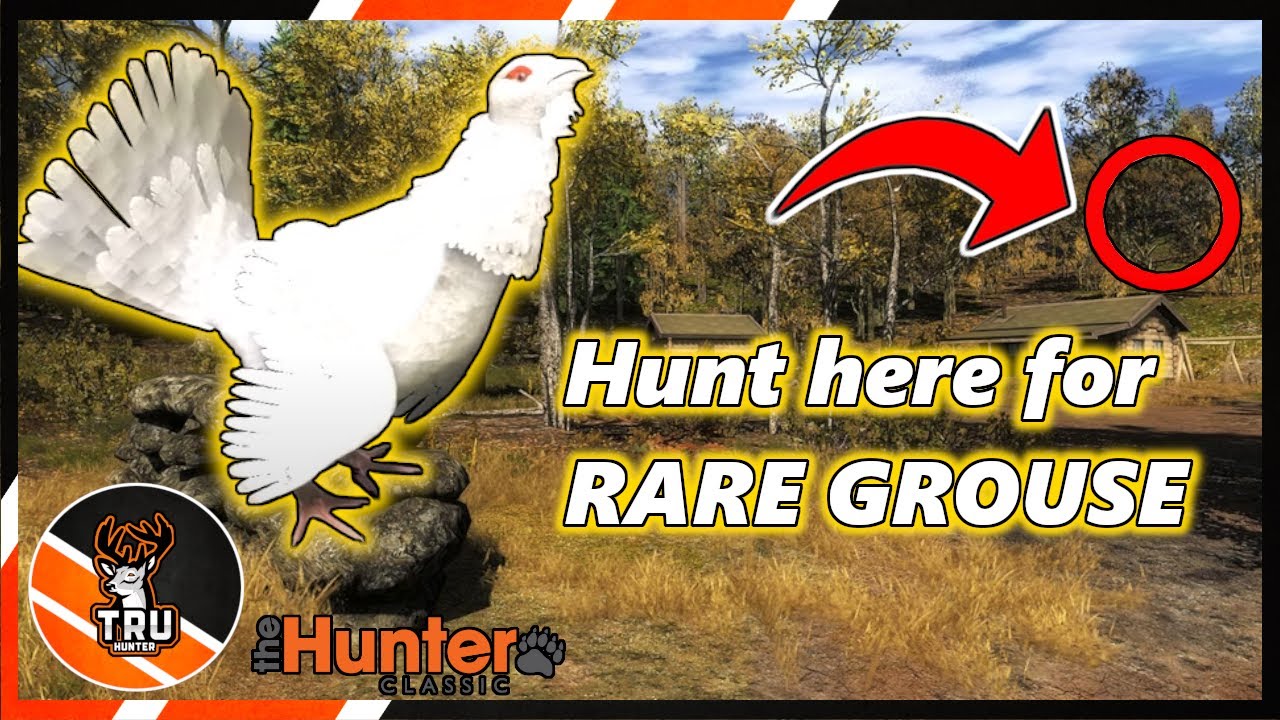10 Wood Grouse from ONE SPOT + Monster Red Deer |  theHunter Classic