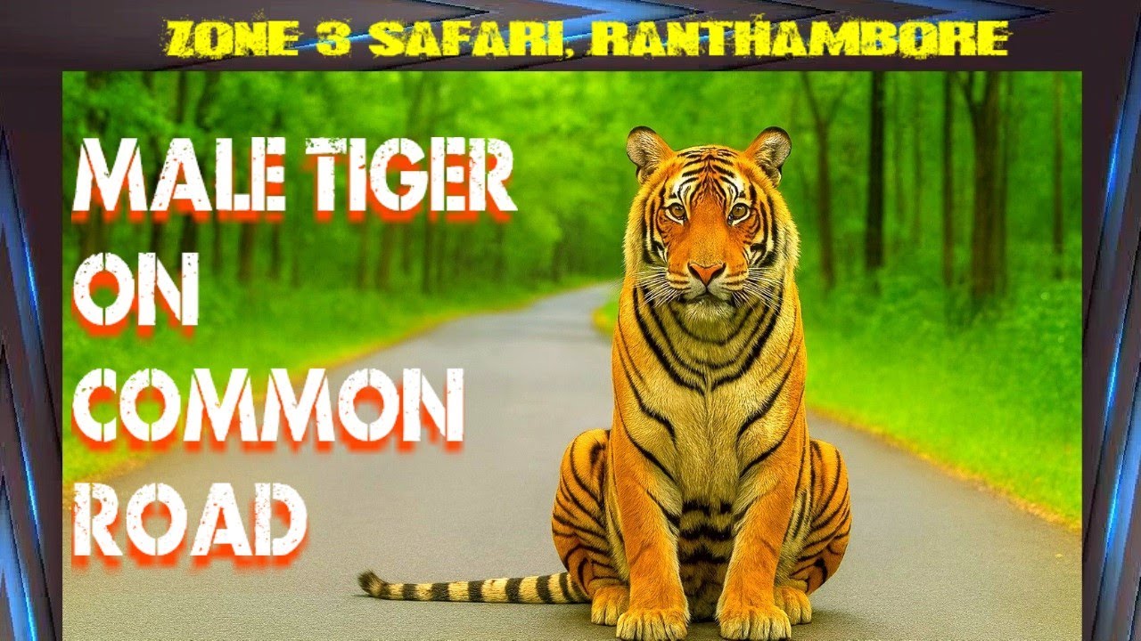 Male tiger baitha tha road per 🐅 आम सड़क पर बैठा था बाघ 