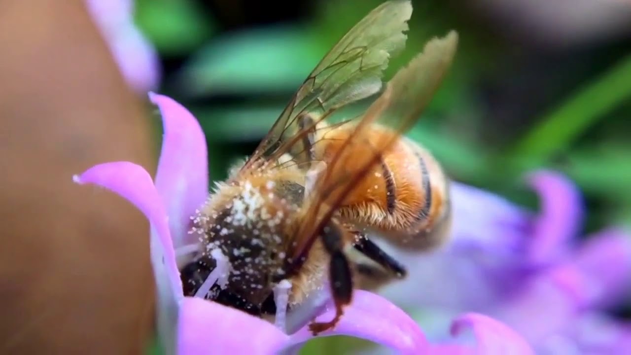 تربية النحل في الأردن🐝وتسلسل مواسم العسل في الأردن 📺 المحاضر 🔊ابو محمد الداعور