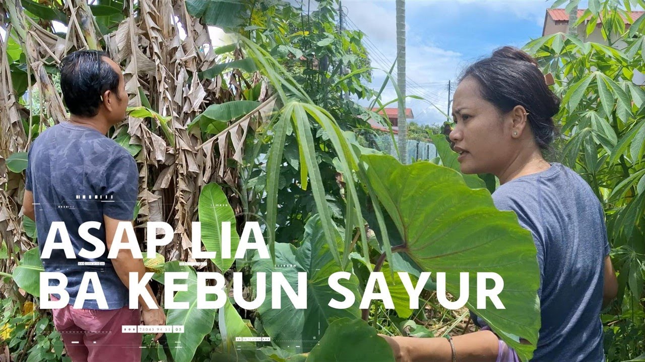 Ngiga Lauk Ba Kebun Sayur Kunsi | Nyumai Asi Goreng Cangkuk Manis | Anak Boarding Kelaparan