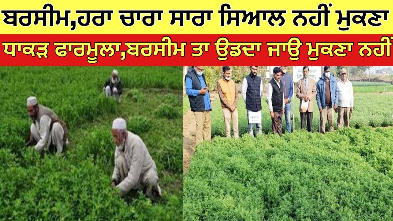 How to grow barsemm | Sada Kisan | ਬਰਸੀਮ ਛੇਤੀ ਤਿਆਰ ਕਰਨ ਦਾ ਧਾਕੜ ਫਾਰਮੂਲਾ