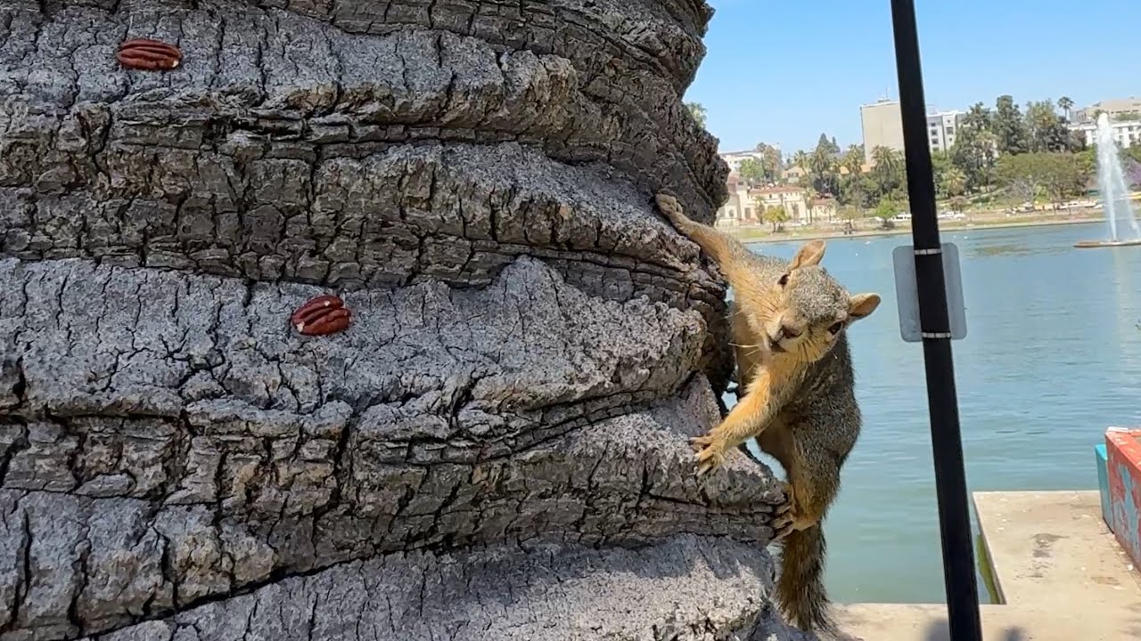 🌟Meet Charlie | The tree squirrel