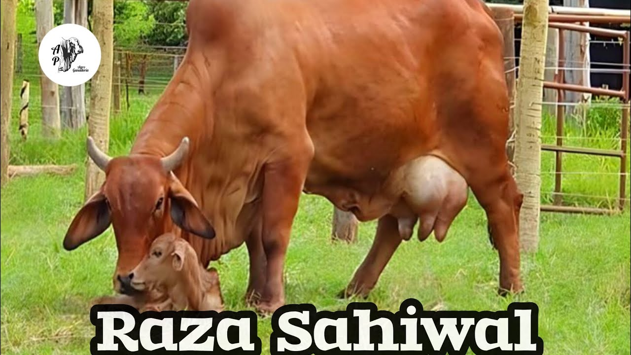 Sahiwal Breed: The Zebu Dairy Cattle | Characteristics and Production