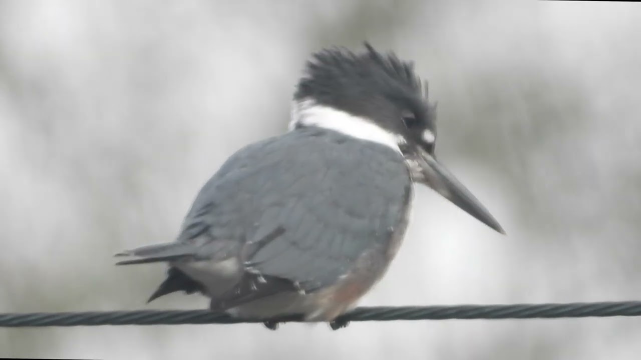 Martin-Pêcheur d'Amérique Glomel  Côtes d'Armor.