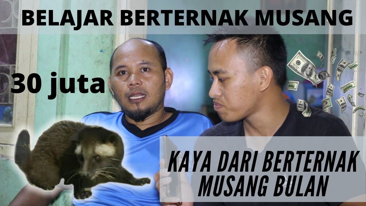 Beternak Musang Bulan Auto Kaya