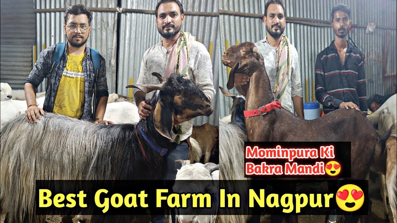 Mominpura Bakra Mandi 2024😍 | Goat Farm | Aniruddha Alone