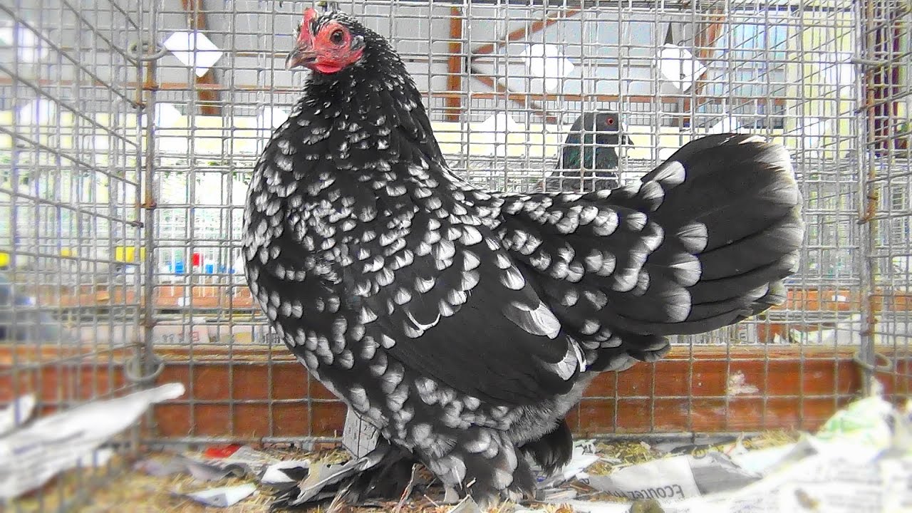 Poules et Coqs Sabelpoot - Championnat de France -  Booted Bantams - Federfüßiges Zwerghuhn