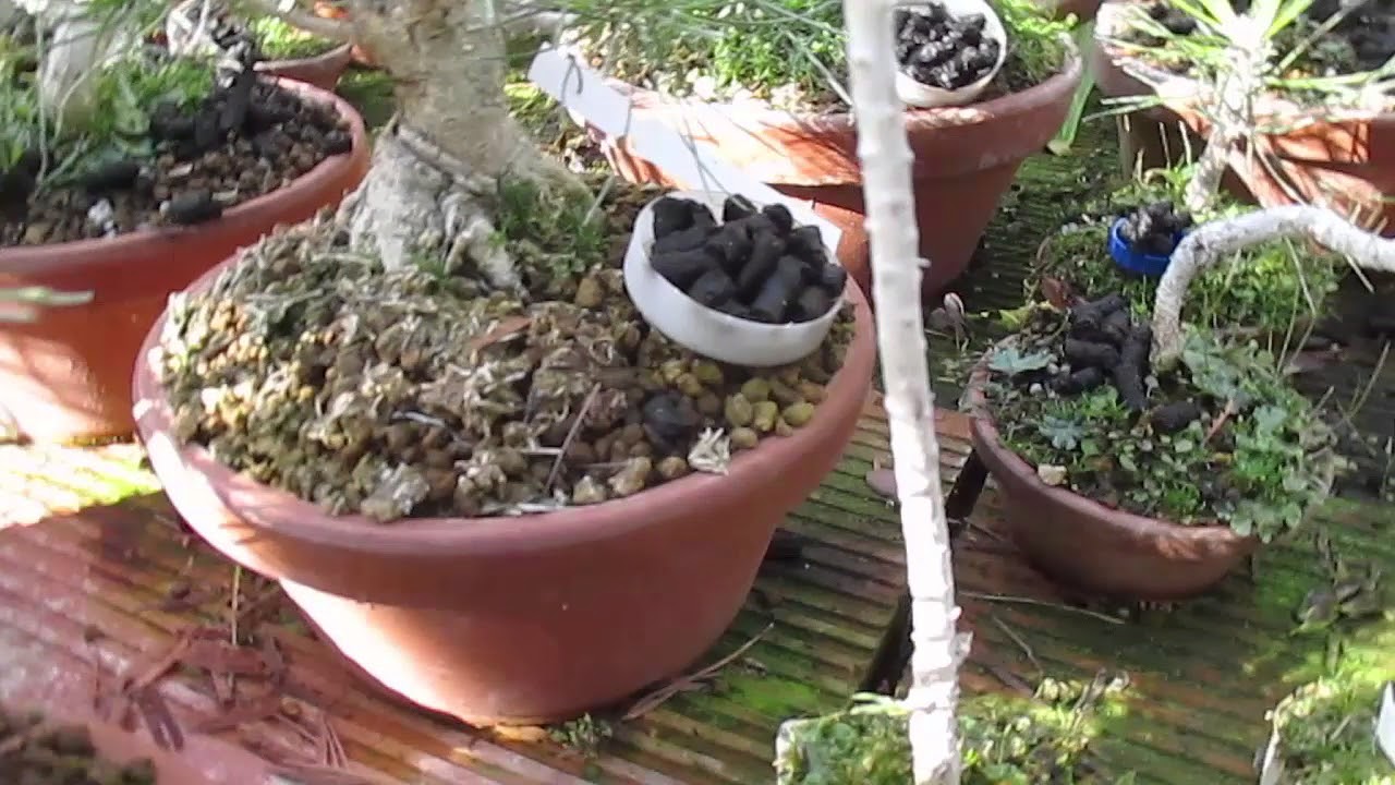 CÓMO ABONAR MACETAS PEQUEÑAS DE BONSAI (SHITO Y MAME)