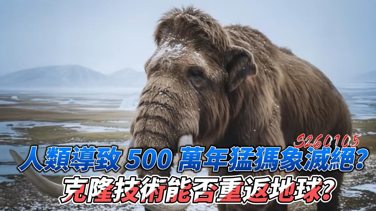 人類導致 500 萬年猛獁象滅絕？克隆技術能否讓這頭巨獸重返地球？#猛獁象 #未解之謎 #民間故事  #歷史懸案 #古代秘聞