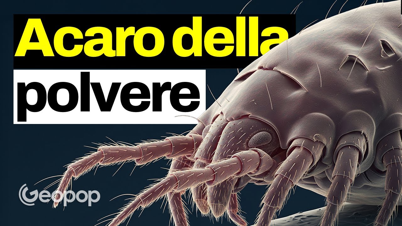 L’acaro della polvere al microscopio: perché causa l’allergia e come combatterla