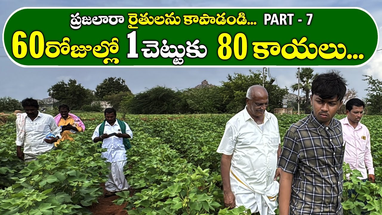 60 రోజుల్లో 1 చెట్టుకు 80 కాయలు | 80 fruits per tree in 60 days | Ponnuswamy Oils | Save Farmers