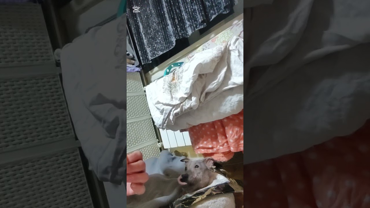 Красная рыбка для Снежка 