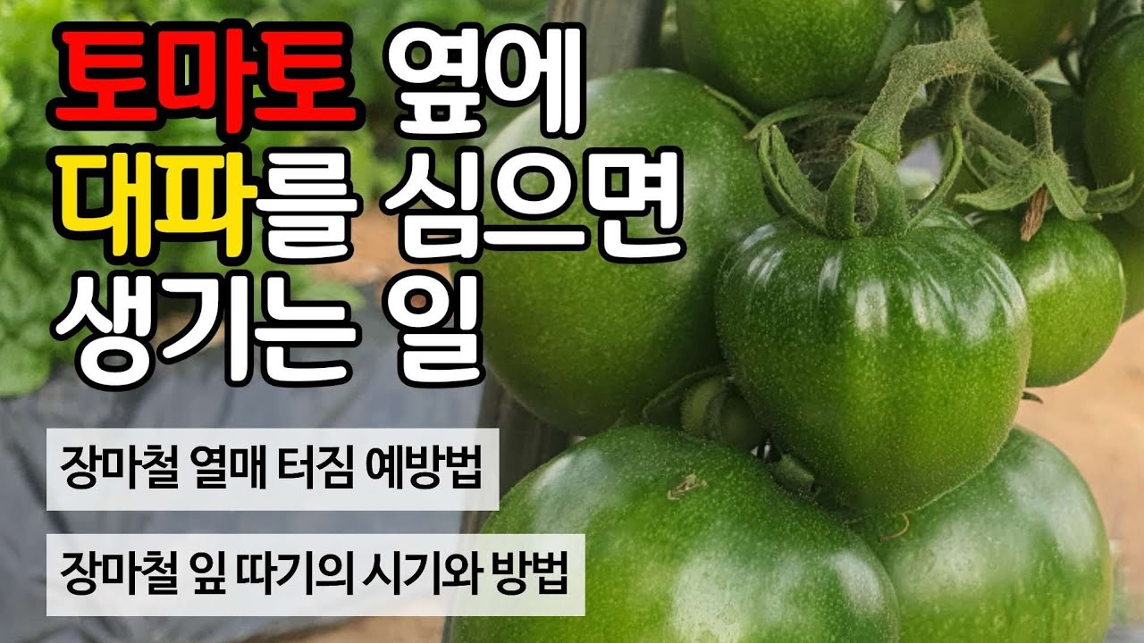 토마토 장마대비 - 토마토 옆에 대파를 심으면 무슨 일이 생길까? 장마철 열매 터짐 예방법, 장마철 잎따기의 시기아 방법