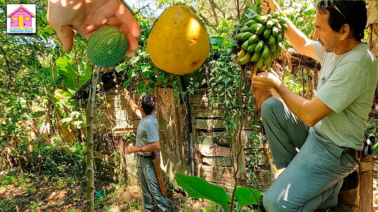 BUSCANDO FRUTAS DEL CAMPO EN UN FUNDO ABANDONADO