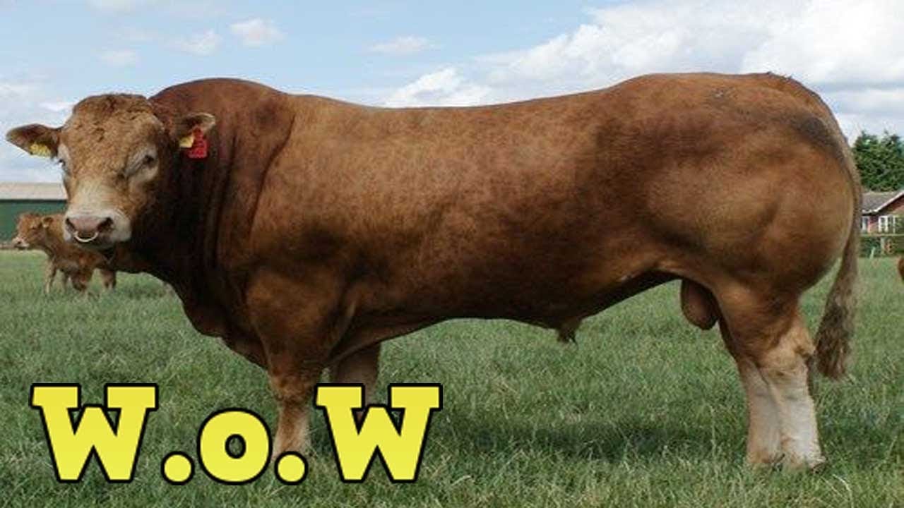 Sapi Limosin Terbesar WOW Wajib Tonton Penggemar Sapi