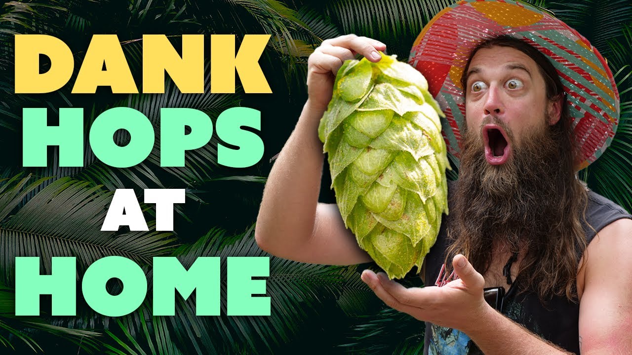 How to Grow Hops for Homebrewing