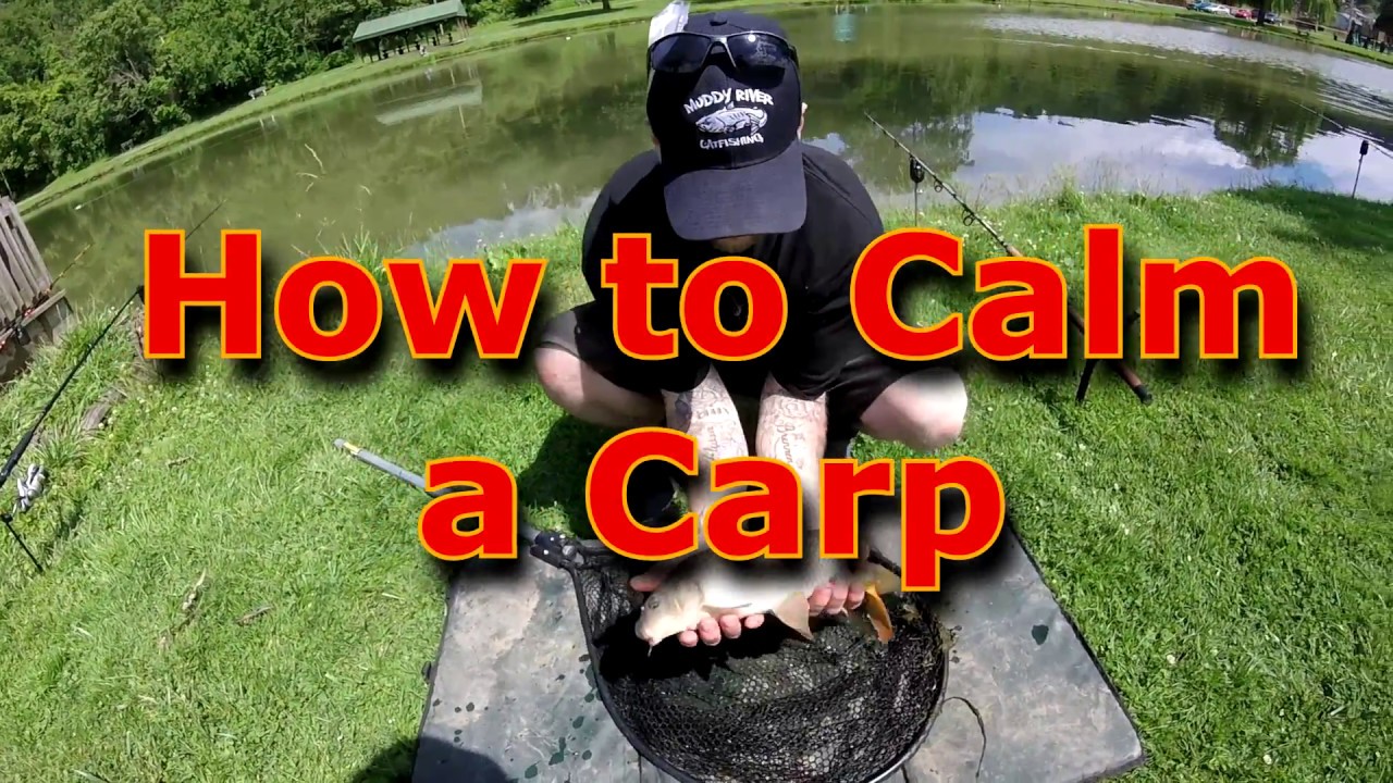 How to Handle a Carp/calm carp Proper Carp Care