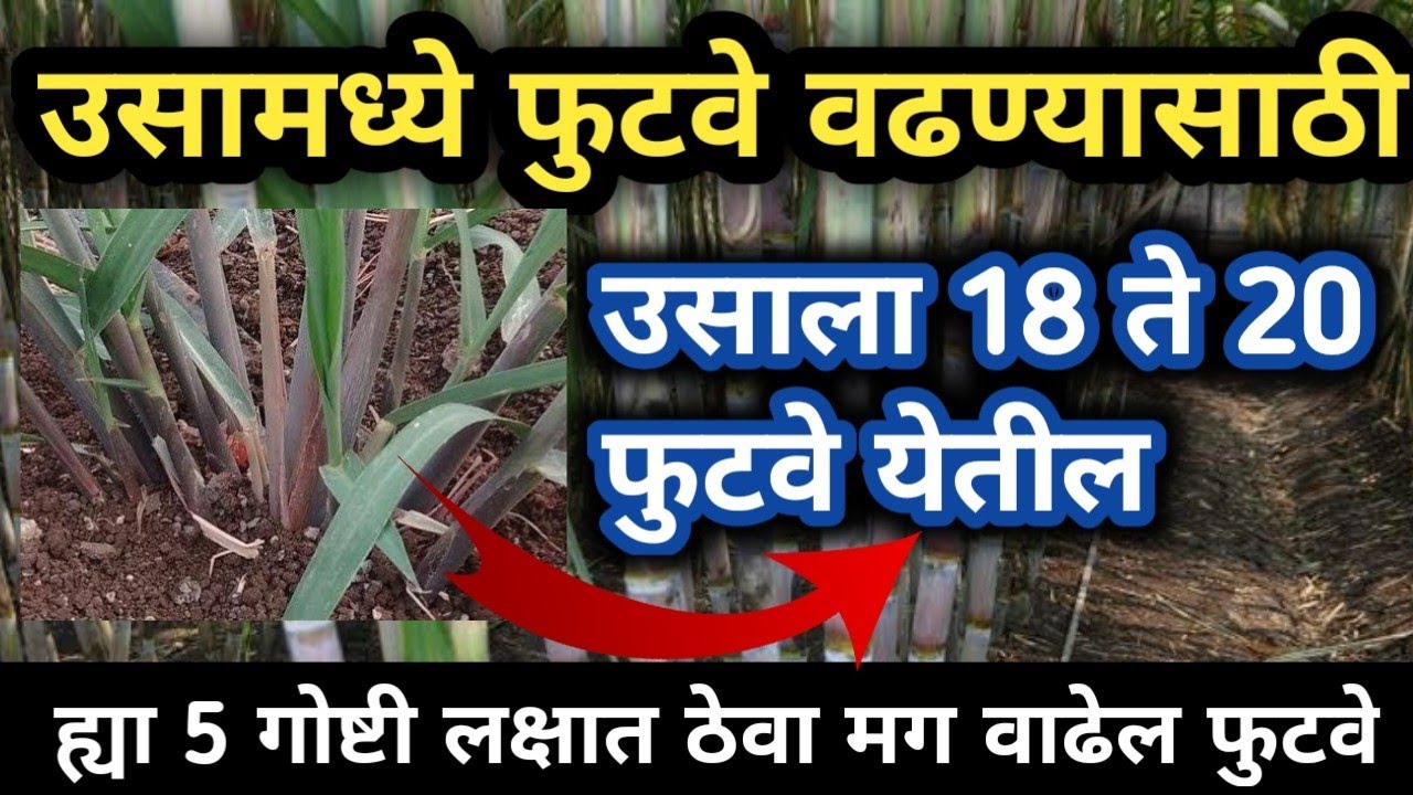 उसातील फुटवे कसे वाढवावे | Usatil futve kase vadhvave | उसाला येतील 18 ते 20 फुटवे ह्या 5 गोष्टी करा