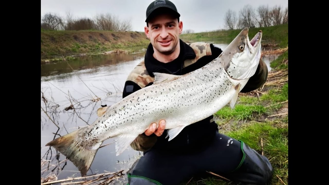 TROĆ Wędrowna 5,5kg