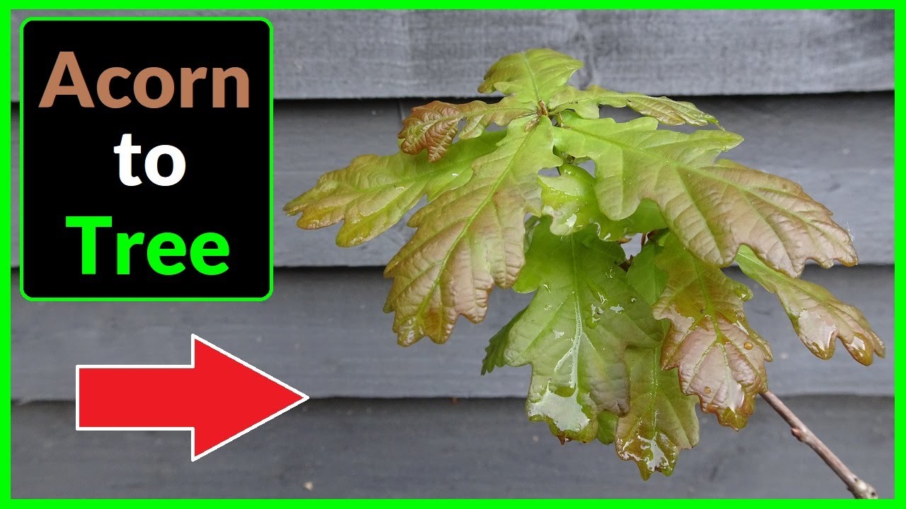 How to Grow an English Oak Tree from an Acorn / Seed / Nut