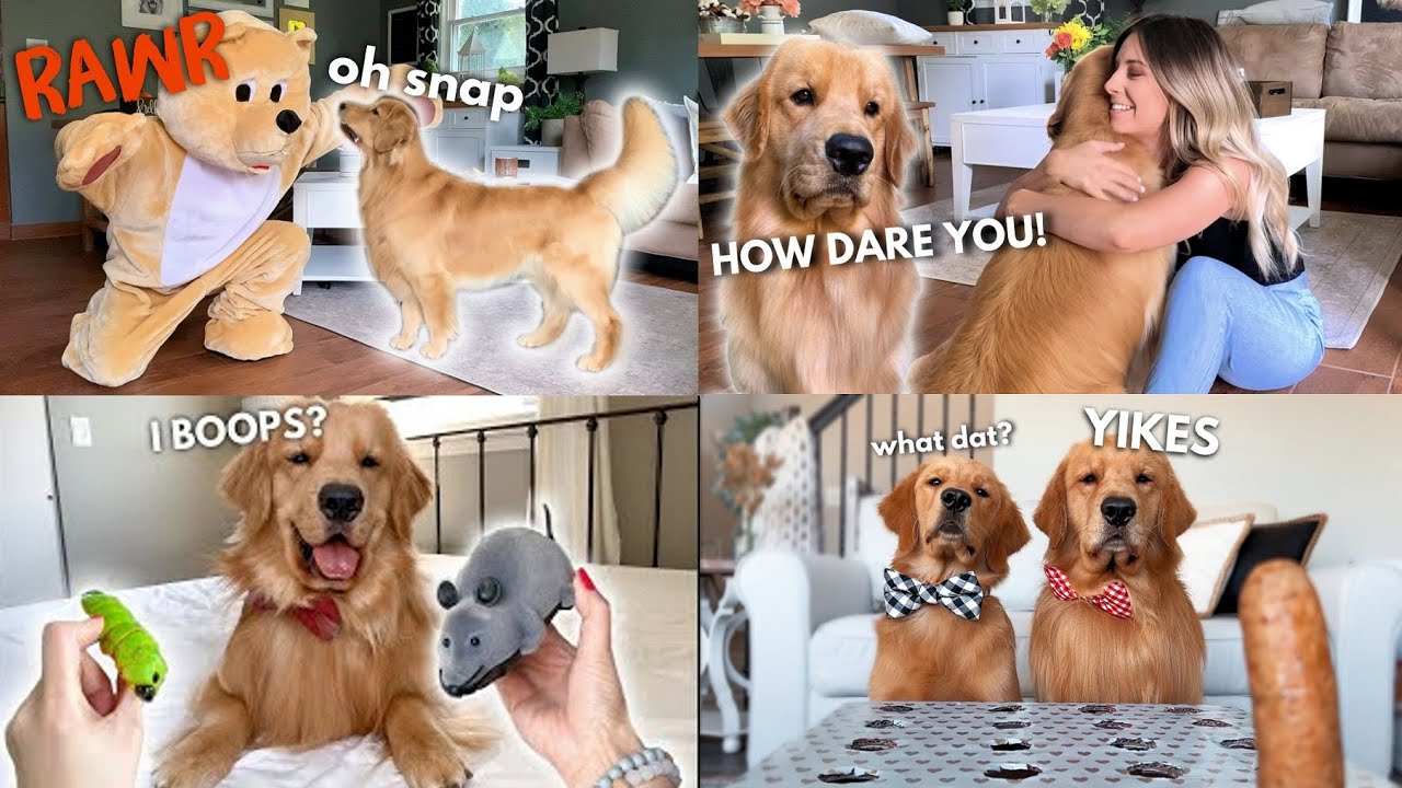 My Dog's Funniest Reactions | Part 1