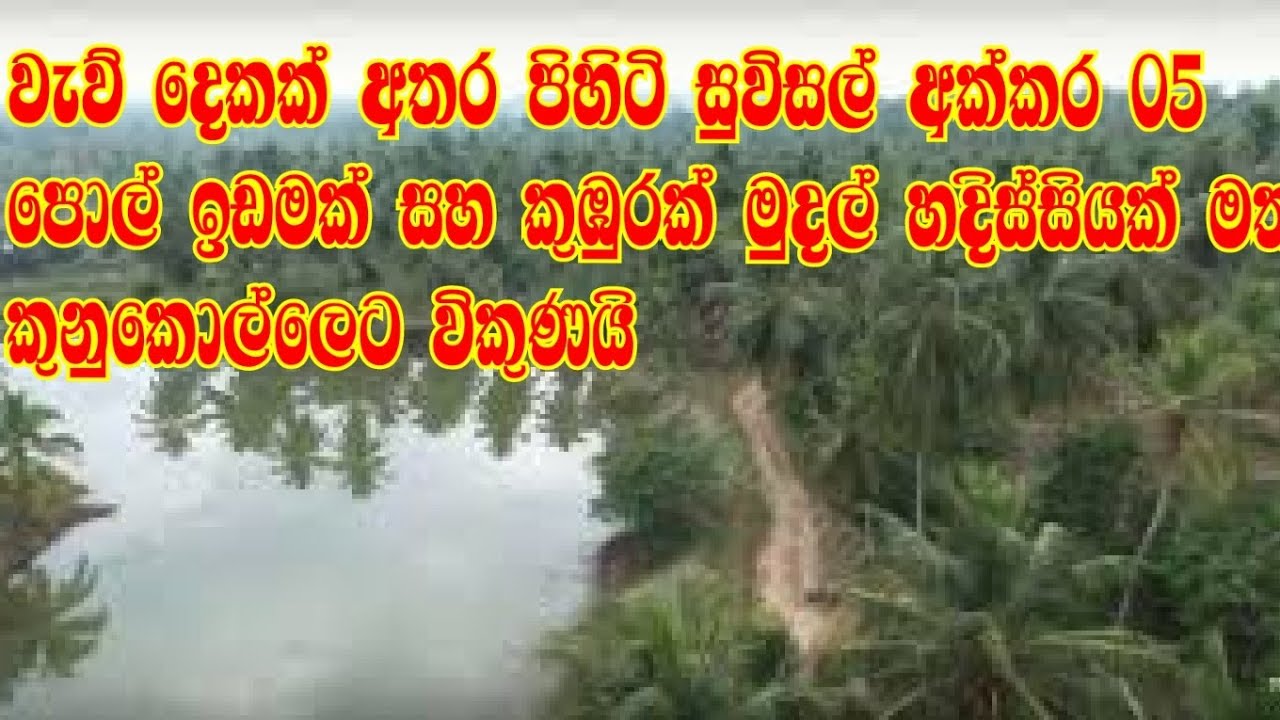 වැව් දෙකක් මැද පිහිටි සුපිරි ඉඩම පොල් අක්කර 03 කුඹුරු අක්කර 02|kalu malli|aduwata idam