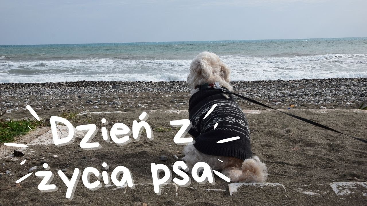 Psi vlog - dzień z życia Eli, gościnnie Minnoş | Gaba Demirdirek