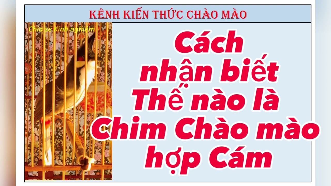 Kiến thức nhận biết về chim Chào mào hợp Cám, phân biệt Cám Nóng-Mát theo HĐN