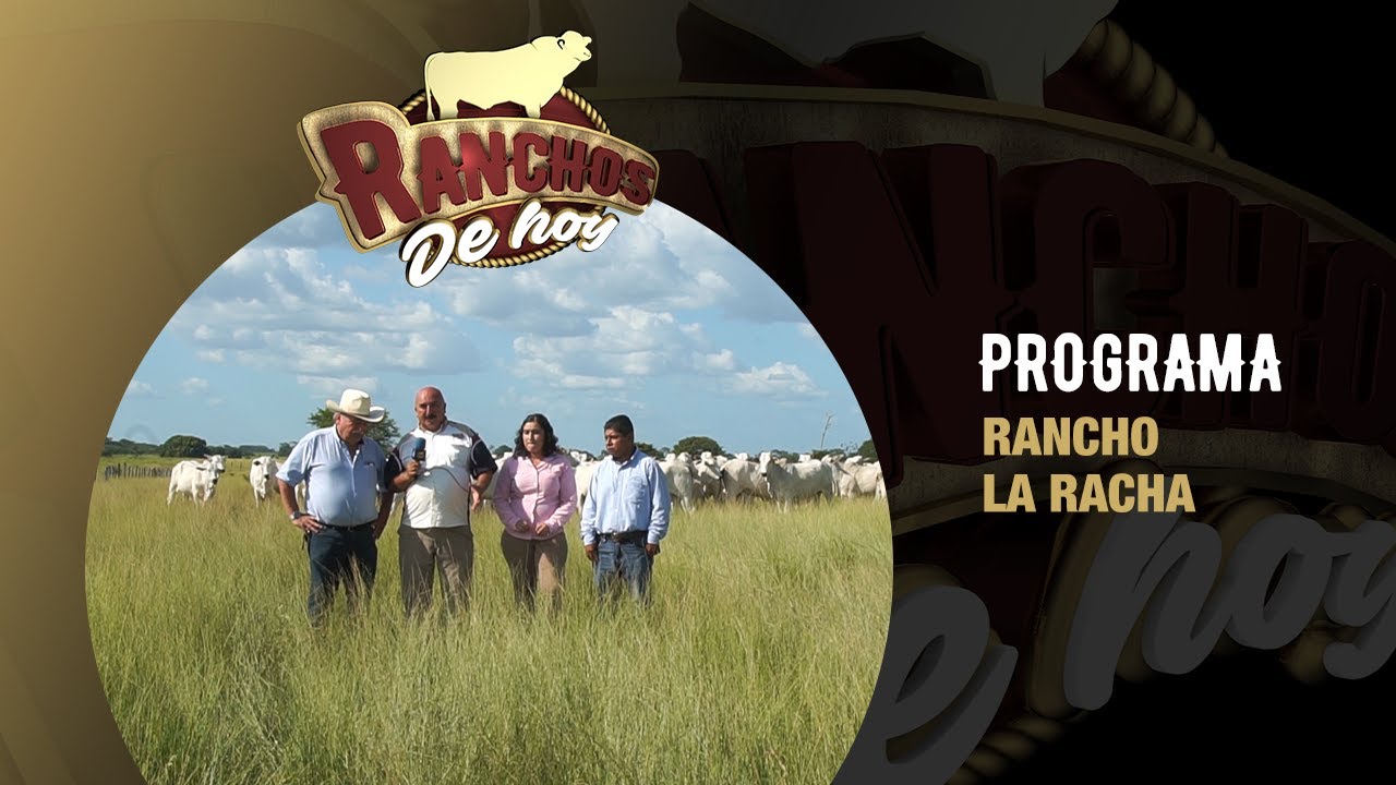 526. Nelore l  Producción, genética y tecnología en ganadería l Rancho La Racha l Zapata, Tabasco