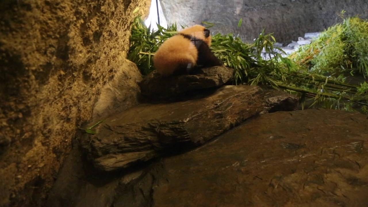 Panda cub Tian Bao walks and climbs in Pairi Daiza (Belgium)