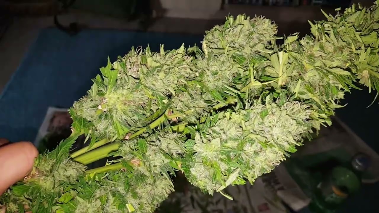 Heavyweight seeds fruit punch buds