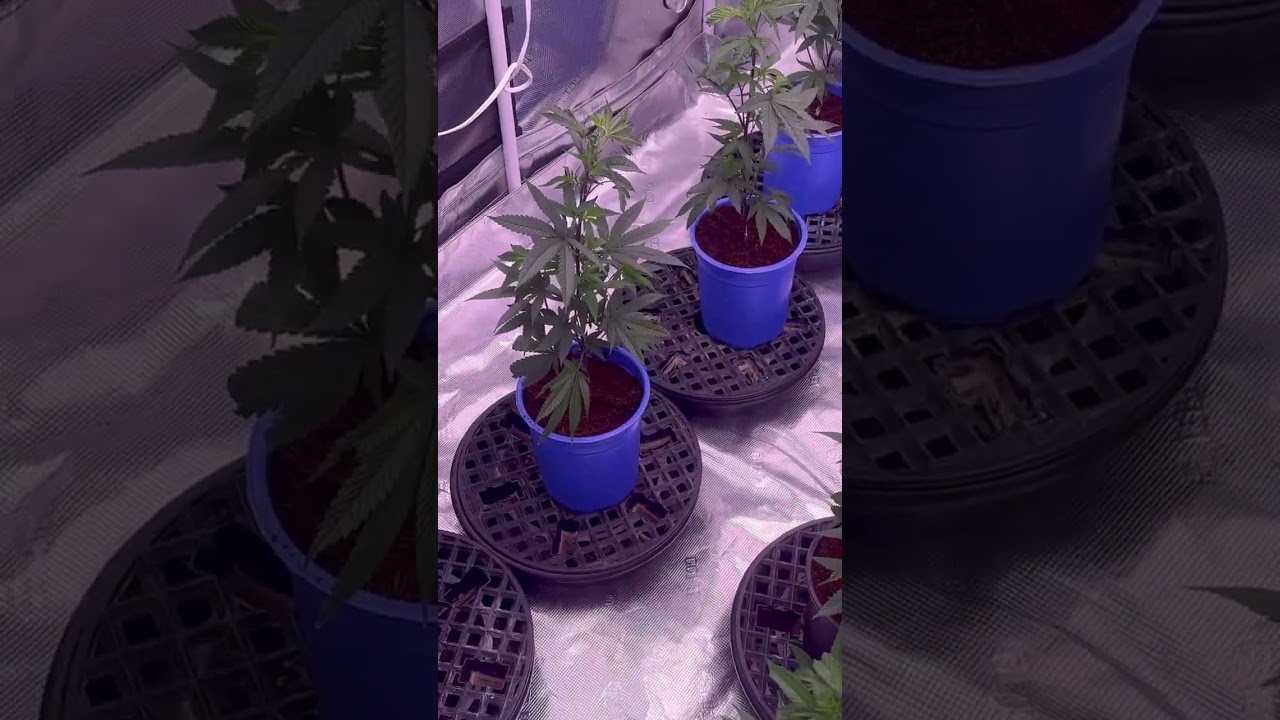 GROW WAR 🔥 Kind LED vs AC Infinity | My 5x9 Gorilla Tent Ends the Debate 💀 #Familytrees19&rdquo;