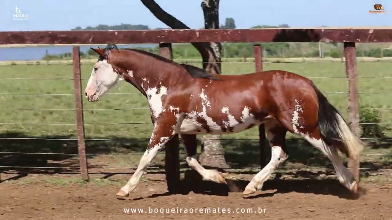 Lote 03 - MANDALA II DO ITA&Oacute; &ndash; 11&ordm; Remate Cabanhas DON TEJ&Uacute; & ITA&Oacute;