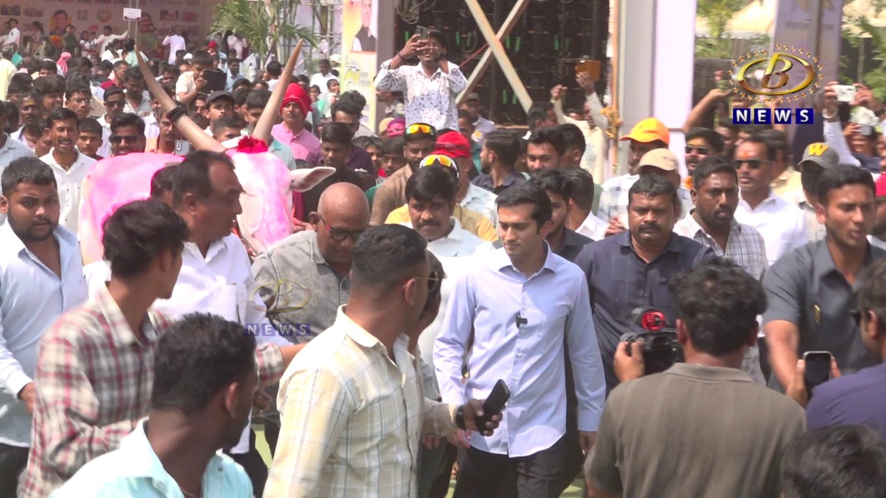 कोल्हापुरातील ९ वर्षाचा हिंद केसरी हरण्या बैल ठरतोय भिमा कृषी प्रदर्शनाचं खास आकर्षण