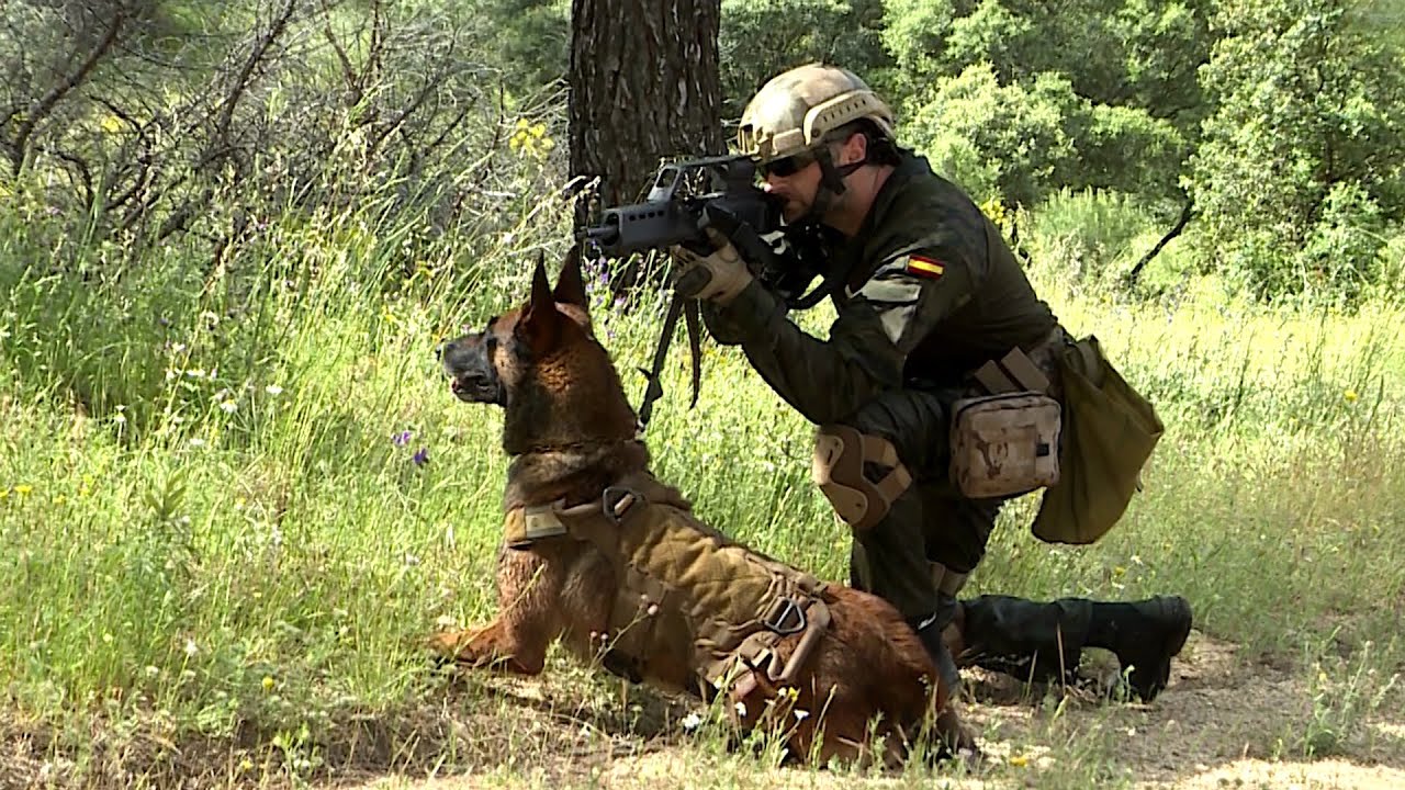 El perro de combate