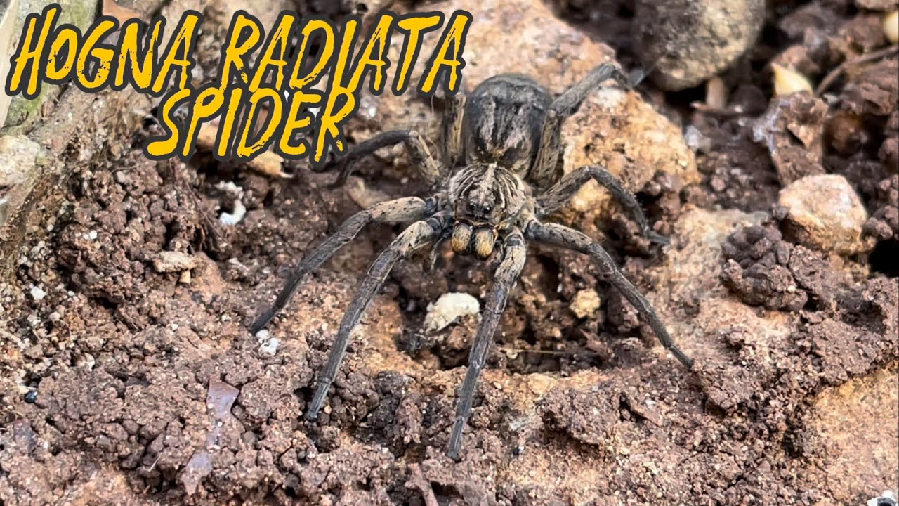 Hogna radiata the stealthy wolf spider