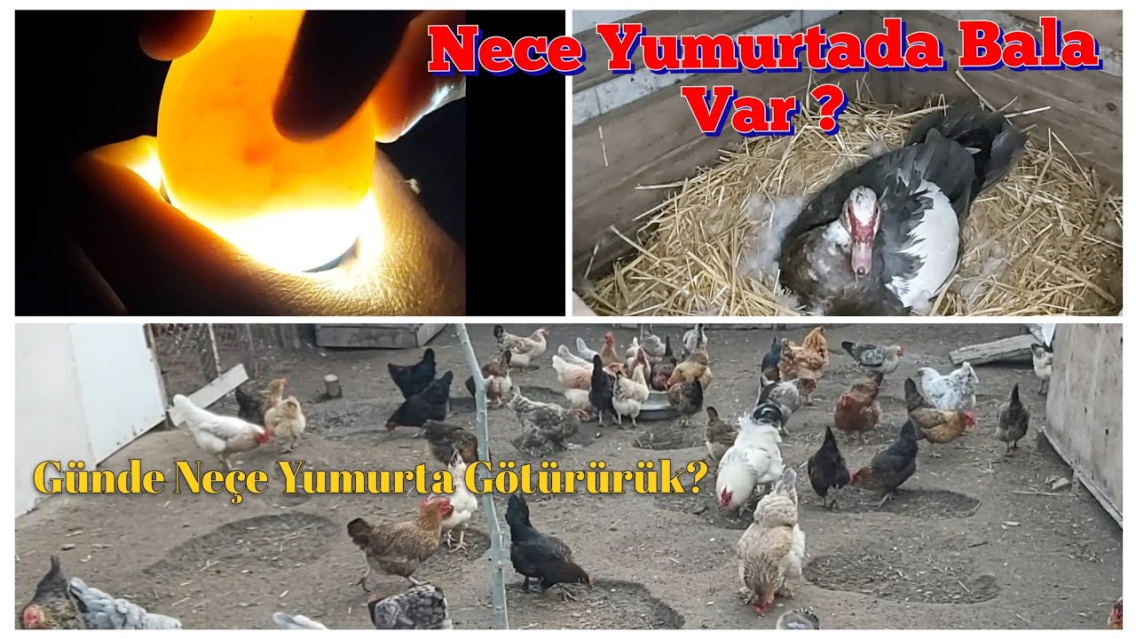 Lal Ördeyin Nece Yumurtasi Doludur❓Toyuqlarimizda Yumurta Verimi Necedir ⁉️