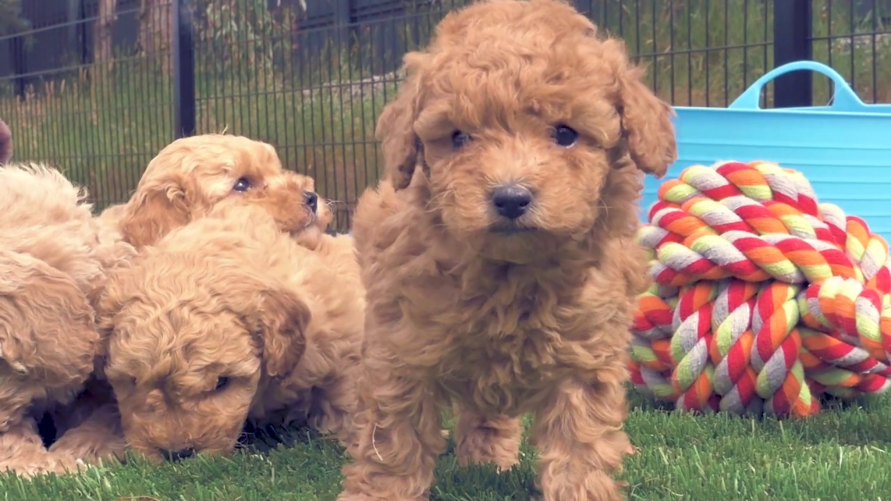 Poochon Puppies Chevromist Australia