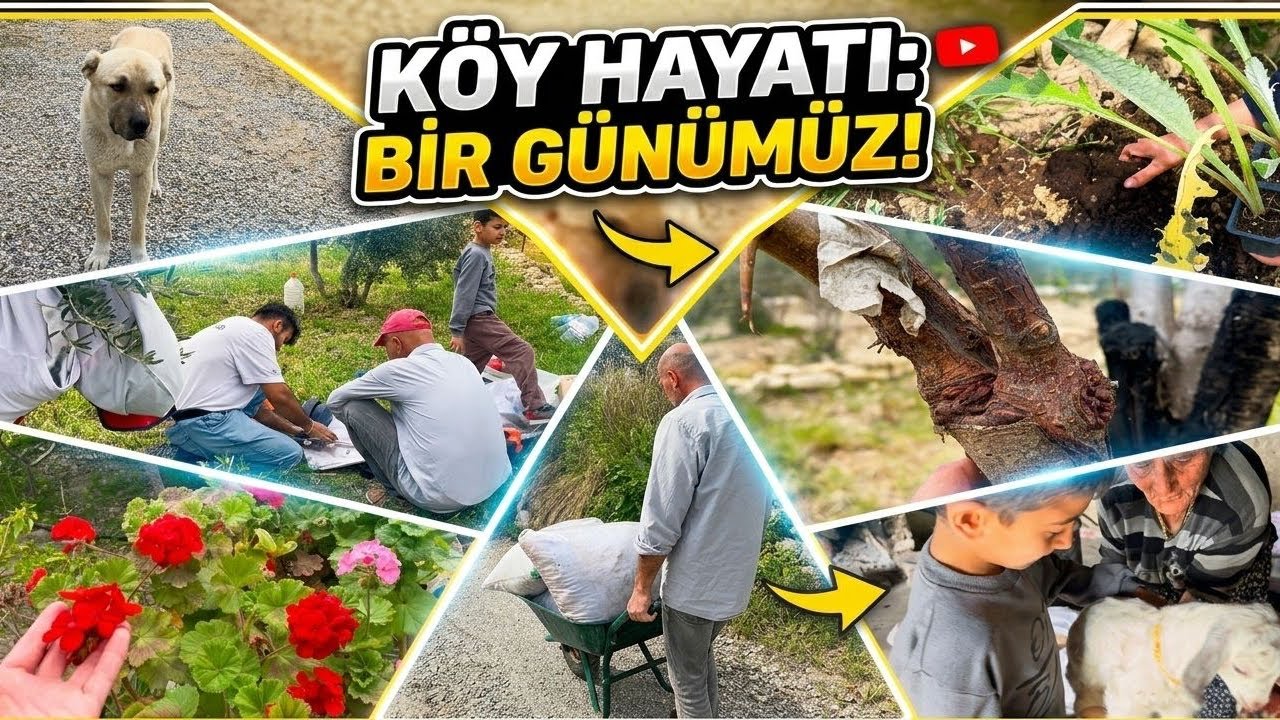 #Bahçe #vlog tırpan motoru çapa yapar mı Erik aşısı nasıl yapılır 🐐Oğlaklar doğmuş 