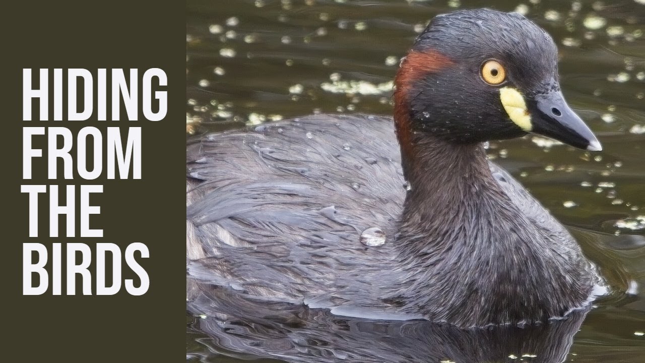 SERENDIP | Bird watching from BIRD HIDES